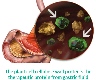 protalix-oral-plant-cell