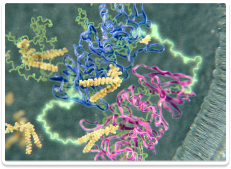 Protein modification optimization